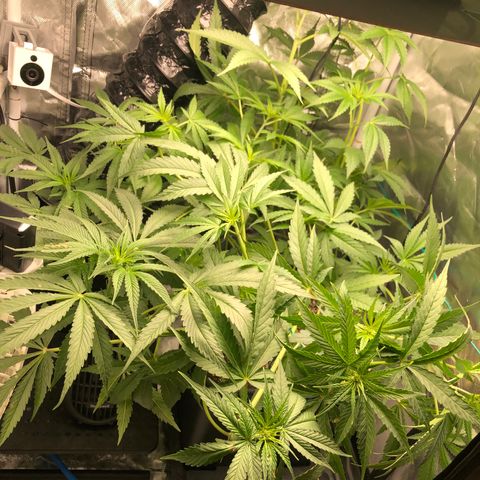 Banana Cake🍌🎂 growlog timeline photo
