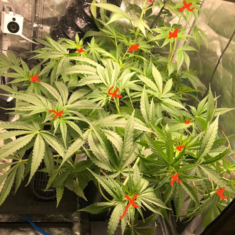 Banana Cake🍌🎂 growlog timeline photo