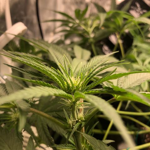 Banana Cake🍌🎂 growlog timeline photo