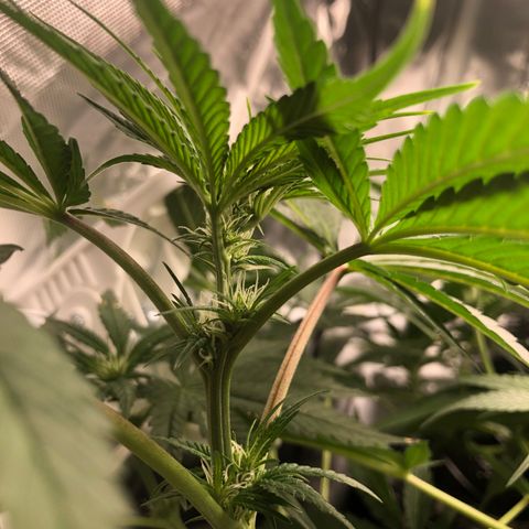 Banana Cake🍌🎂 growlog timeline photo