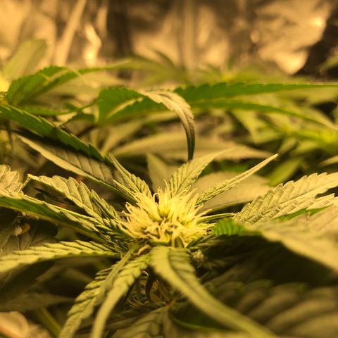 Banana Cake🍌🎂 growlog timeline photo