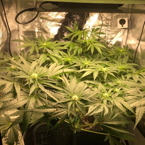 Banana Cake🍌🎂 growlog timeline photo