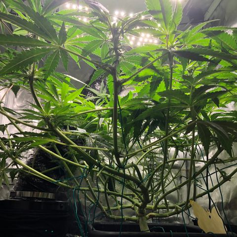 Banana Cake🍌🎂 growlog timeline photo