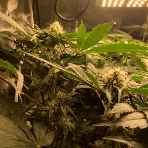 Banana Cake🍌🎂 growlog timeline photo