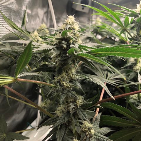 Banana Cake🍌🎂 growlog timeline photo