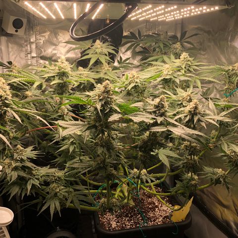 Banana Cake🍌🎂 growlog timeline photo