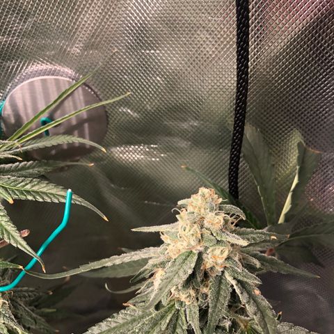 Banana Cake🍌🎂 growlog timeline photo