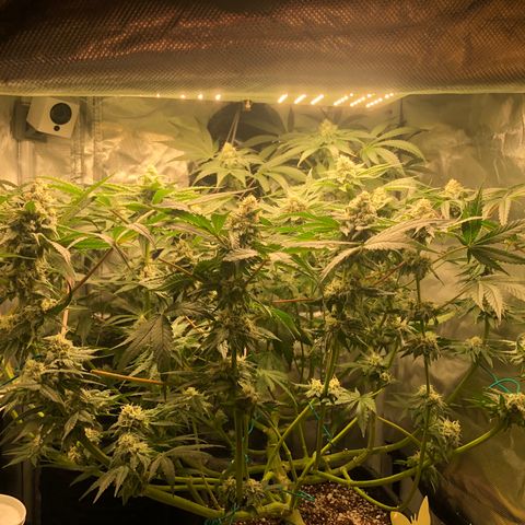 Banana Cake🍌🎂 growlog timeline photo