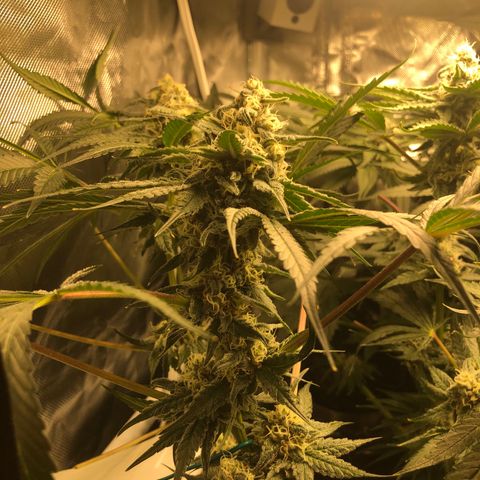 Banana Cake🍌🎂 growlog timeline photo