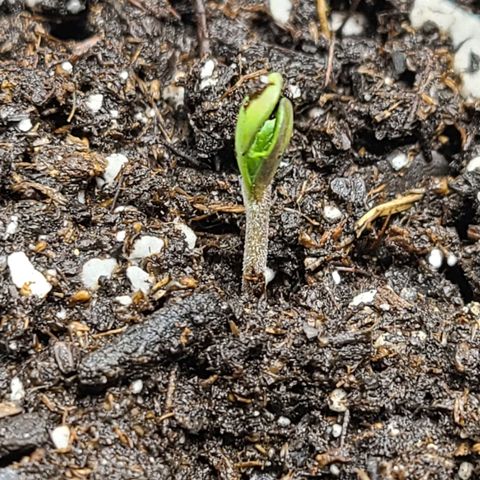 Photon1 growlog timeline photo