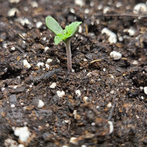 Photon1 growlog timeline photo