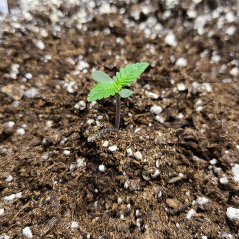 Photon1 growlog timeline photo