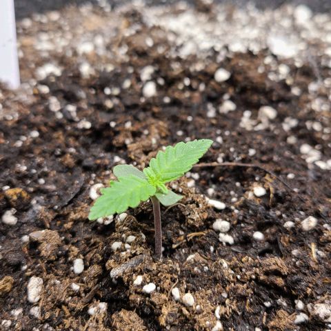 Photon1 growlog timeline photo