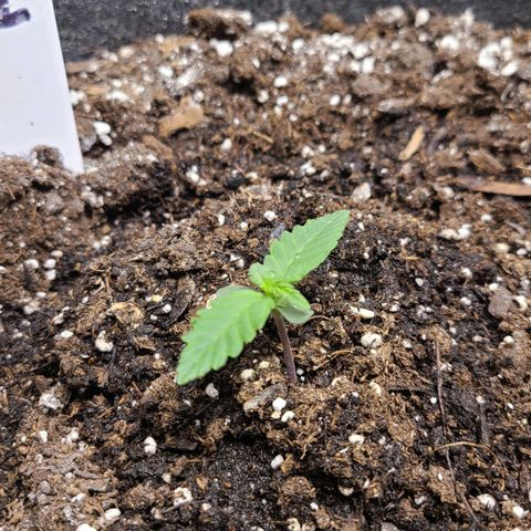 Photon1 growlog timeline photo