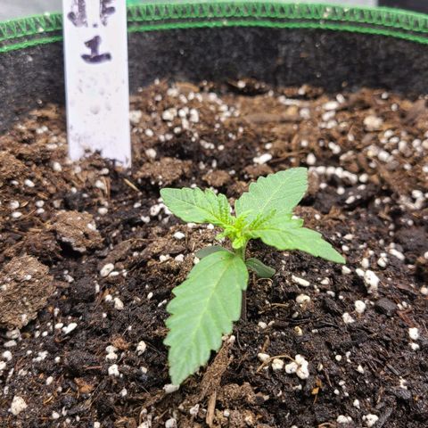 Photon1 growlog timeline photo