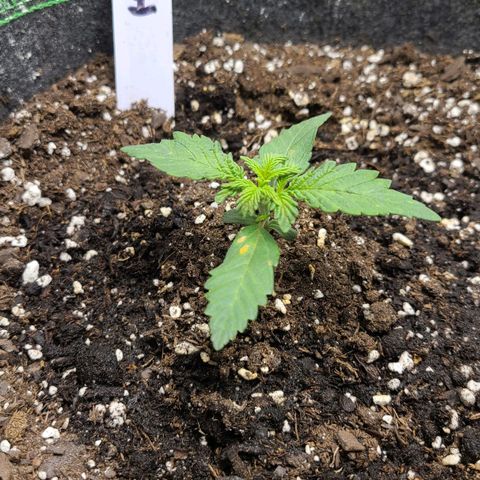 Photon1 growlog timeline photo