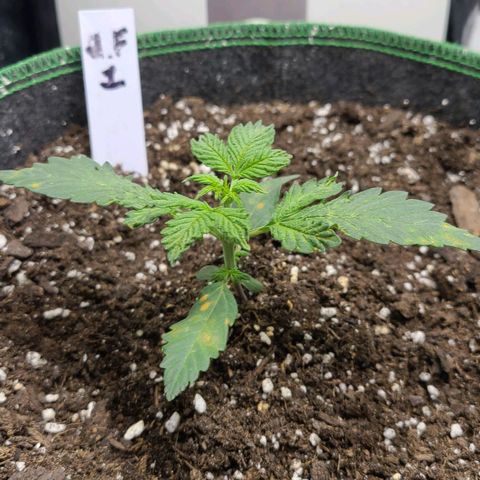 Photon1 growlog timeline photo