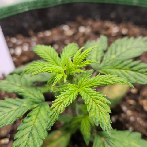 Photon1 growlog timeline photo