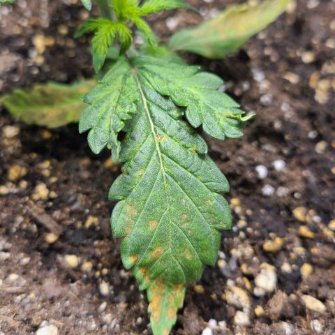 Photon1 growlog timeline photo