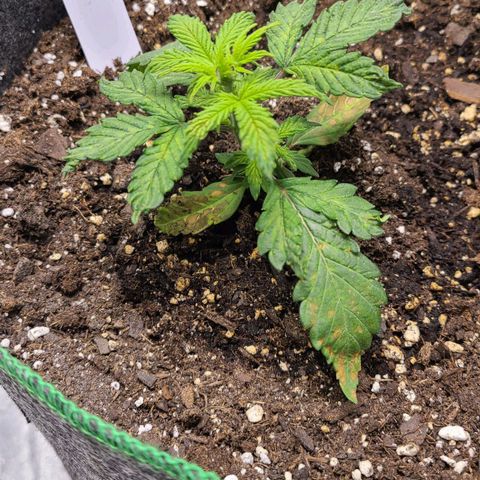 Photon1 growlog timeline photo