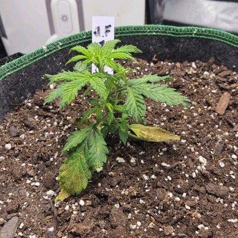 Photon1 growlog timeline photo