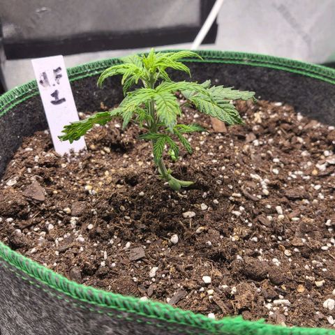 Photon1 growlog timeline photo