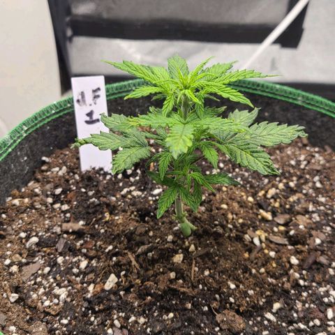 Photon1 growlog timeline photo