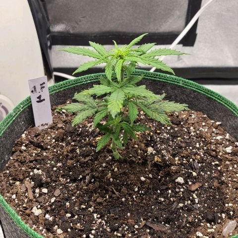 Photon1 growlog timeline photo
