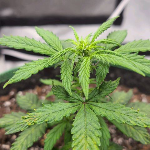 Photon1 growlog timeline photo