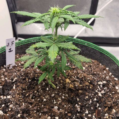 Photon1 growlog timeline photo