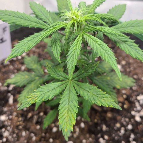 Photon1 growlog timeline photo