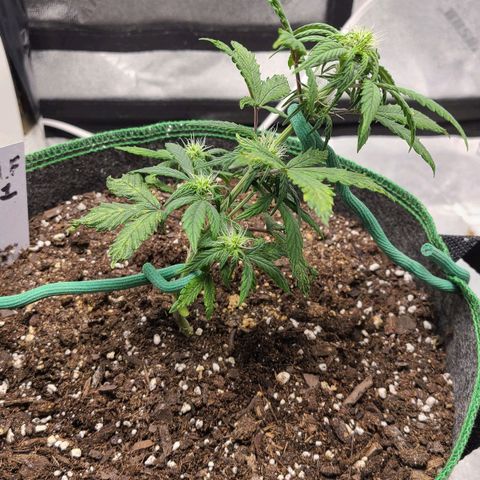 Photon1 growlog timeline photo