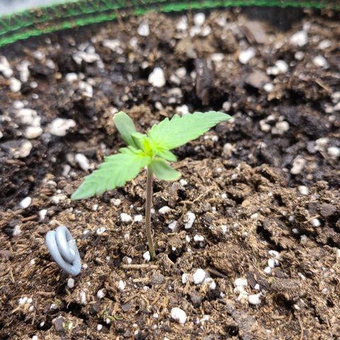 Humboldt Squirt 2 growlog timeline photo