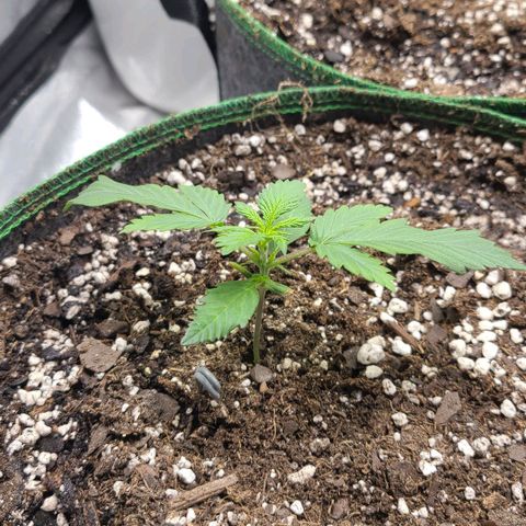 Humboldt Squirt 2 growlog timeline photo