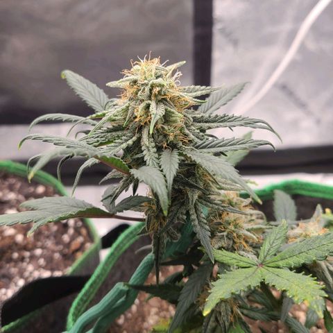 Photon1 growlog timeline photo