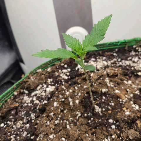 Humboldt Squirt  growlog timeline photo