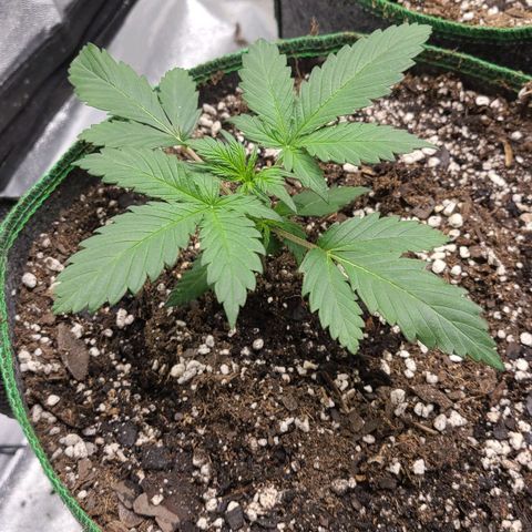 Humboldt Squirt 2 growlog timeline photo