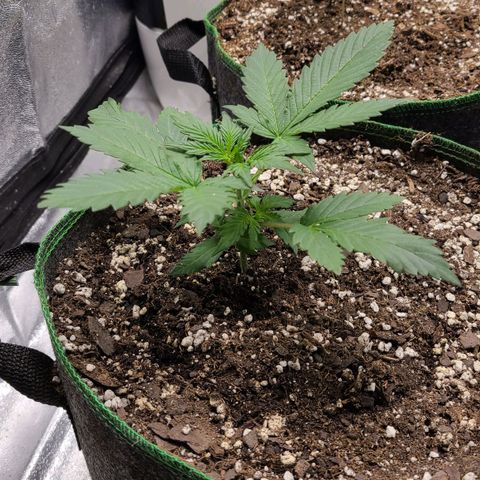 Humboldt Squirt 2 growlog timeline photo
