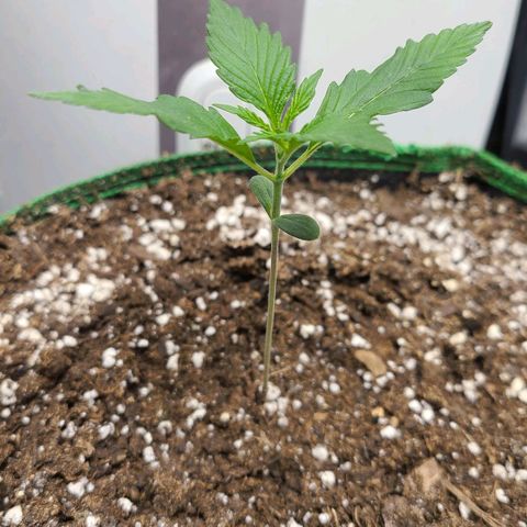 Humboldt Squirt  growlog timeline photo