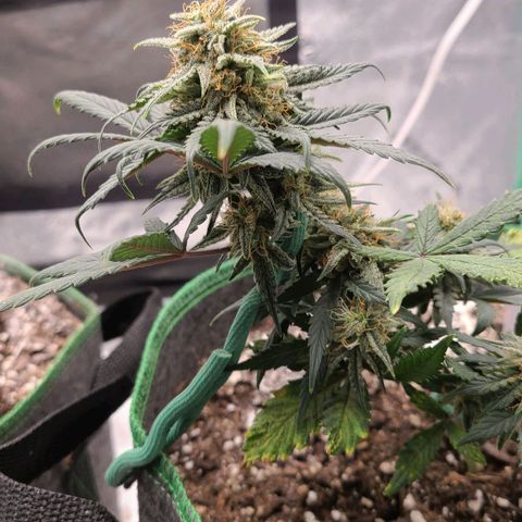 Photon1 growlog timeline photo