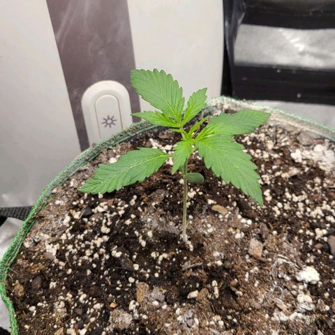 Humboldt Squirt  growlog timeline photo