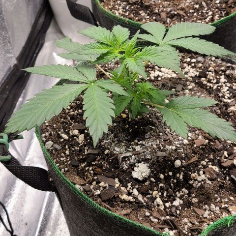 Humboldt Squirt 2 growlog timeline photo