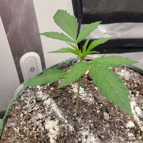 Humboldt Squirt  growlog timeline photo