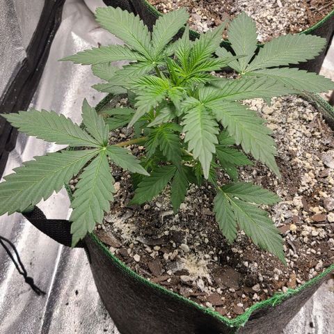Humboldt Squirt 2 growlog timeline photo