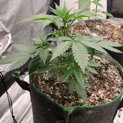 Humboldt Squirt 2 growlog timeline photo