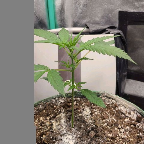 Humboldt Squirt  growlog timeline photo