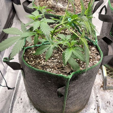 Humboldt Squirt 2 growlog timeline photo