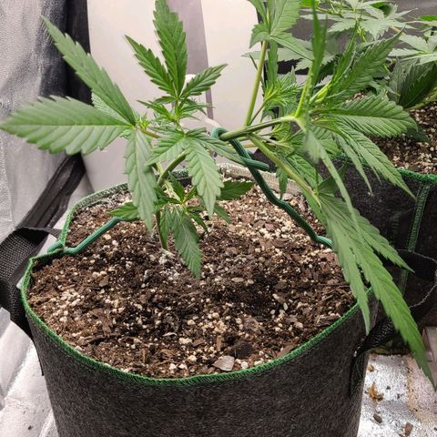Humboldt Squirt  growlog timeline photo