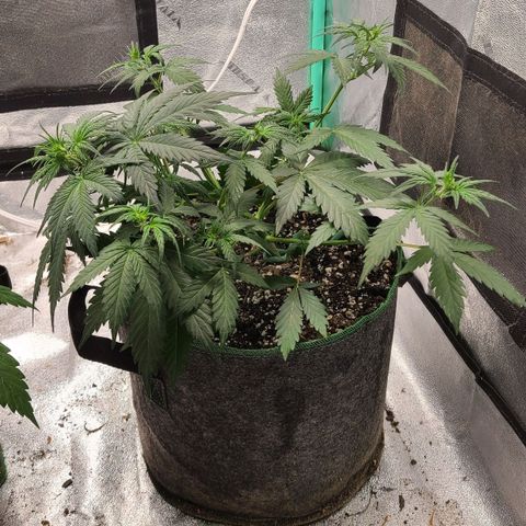 Humboldt Squirt 2 growlog timeline photo