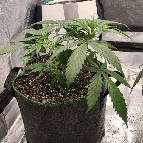 Humboldt Squirt  growlog timeline photo